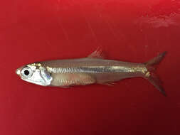 Image of Broad-striped Anchovy