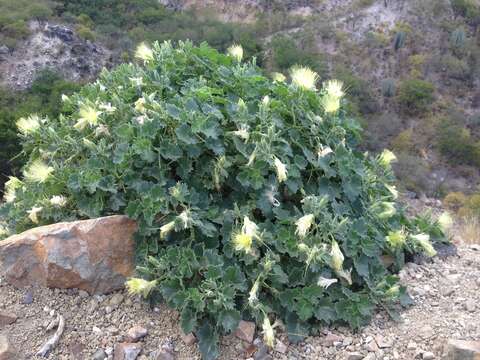 Image of Eucnide grandiflora Rose