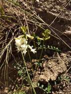 Image of curvepod milkvetch