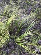 Image of forest sawsedge