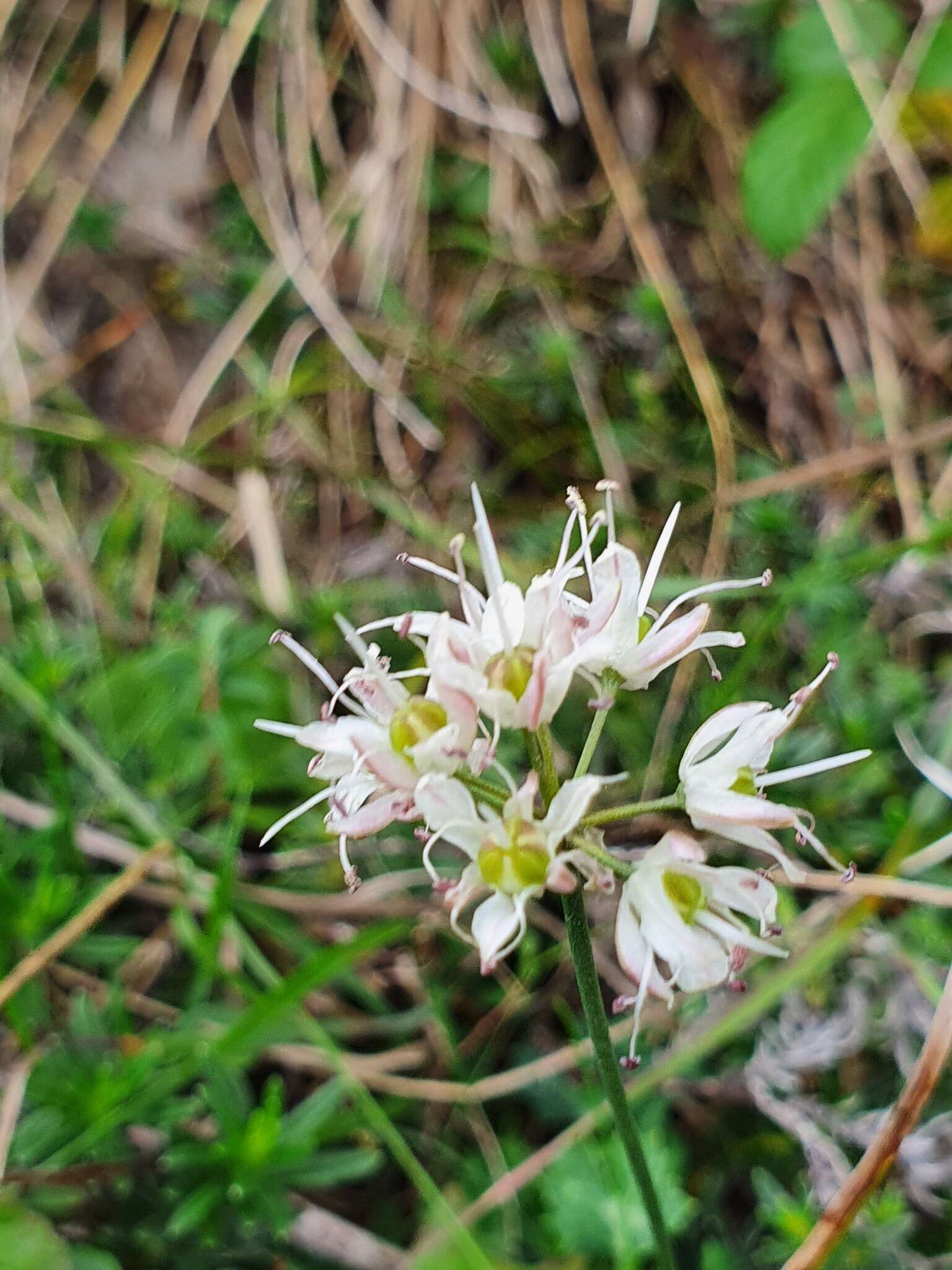 Image of Allium ericetorum Thore