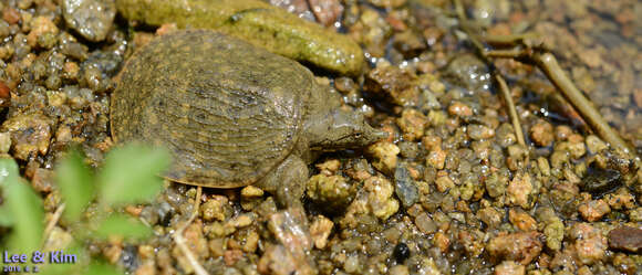 Image of Northern Chinese softshell turtle