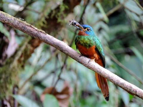 Image of Coppery-chested Jacamar