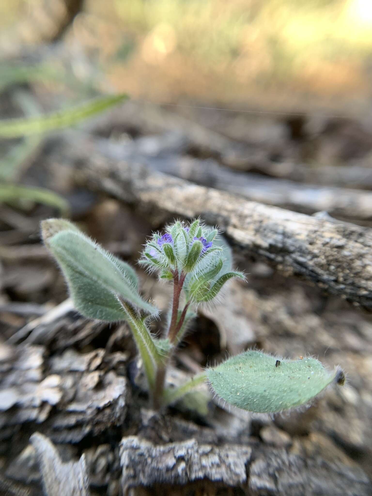 Image de Phacelia novenmillensis Munz