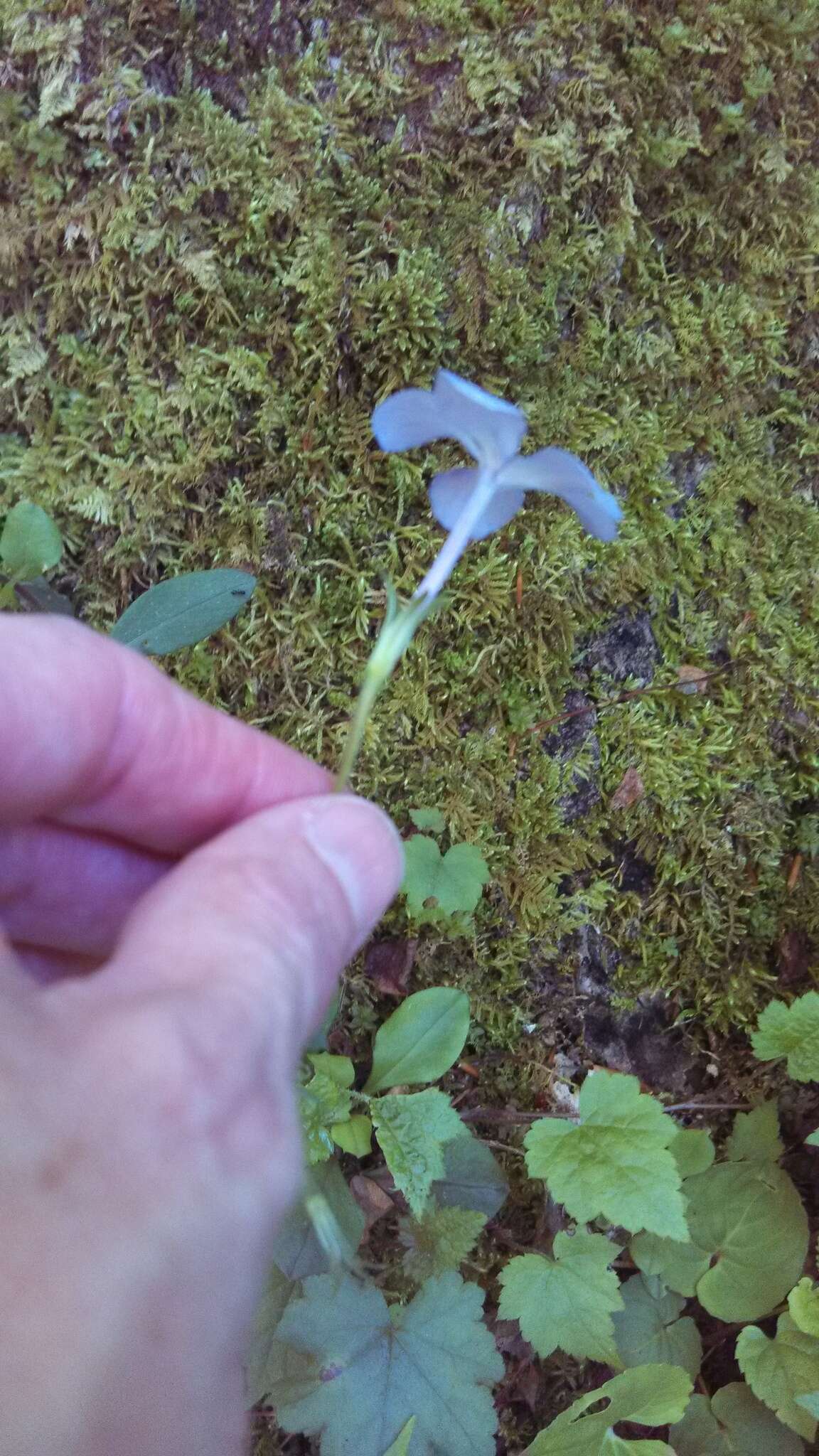 Image of creeping phlox