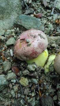 Image of Royal Bolete