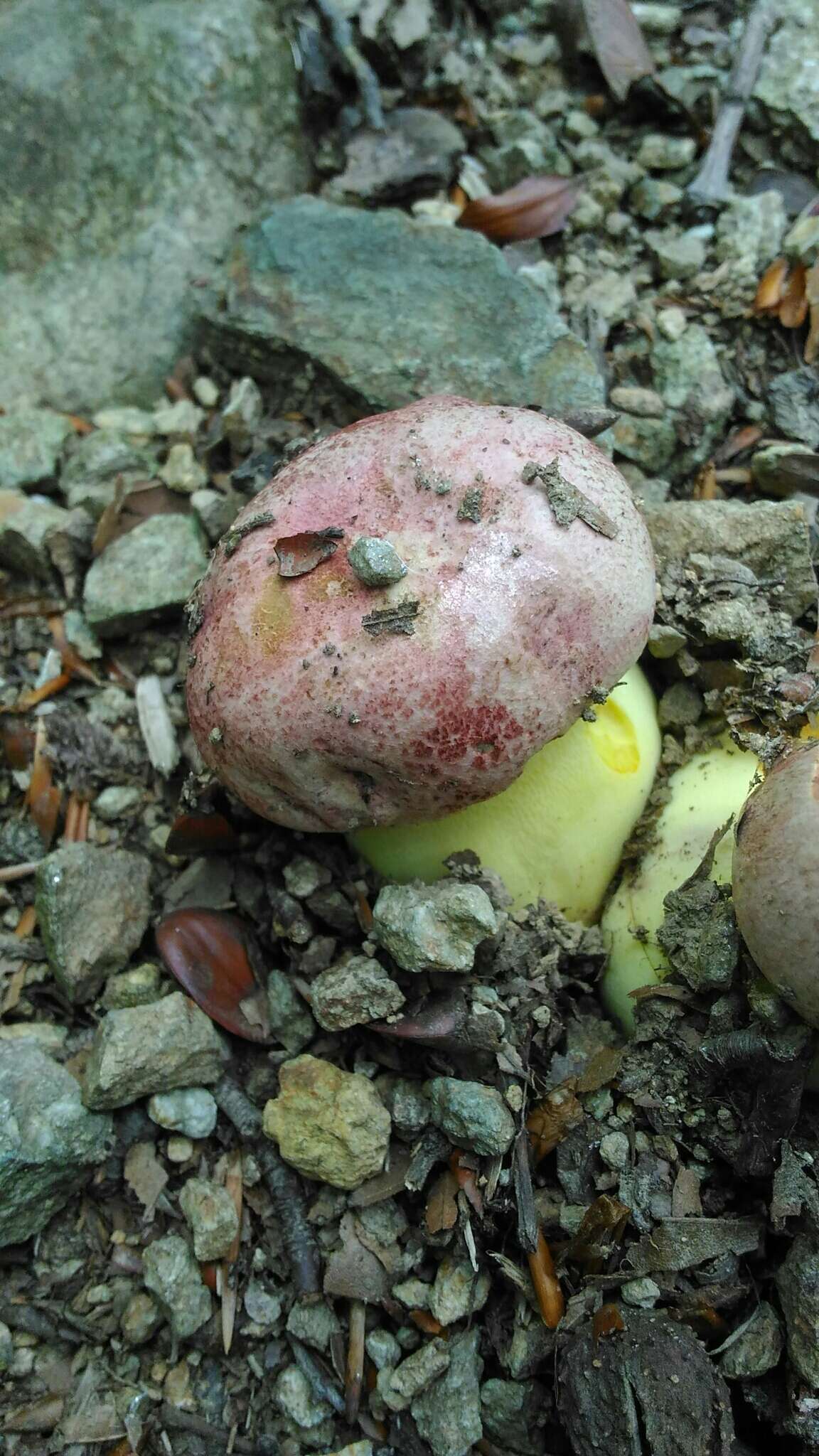 Image of Butyriboletus regius (Krombh.) D. Arora & J. L. Frank 2014