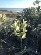 Image de Astragalus nevinii A. Gray ex Lyon