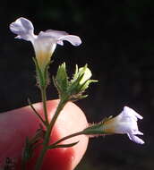 Image de Sutera polyantha (Benth.) Kuntze