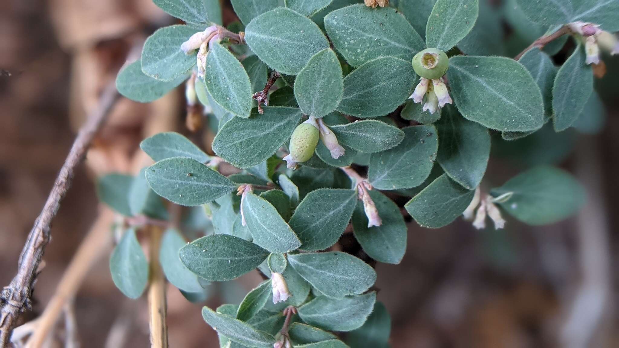 Image of Parish's snowberry