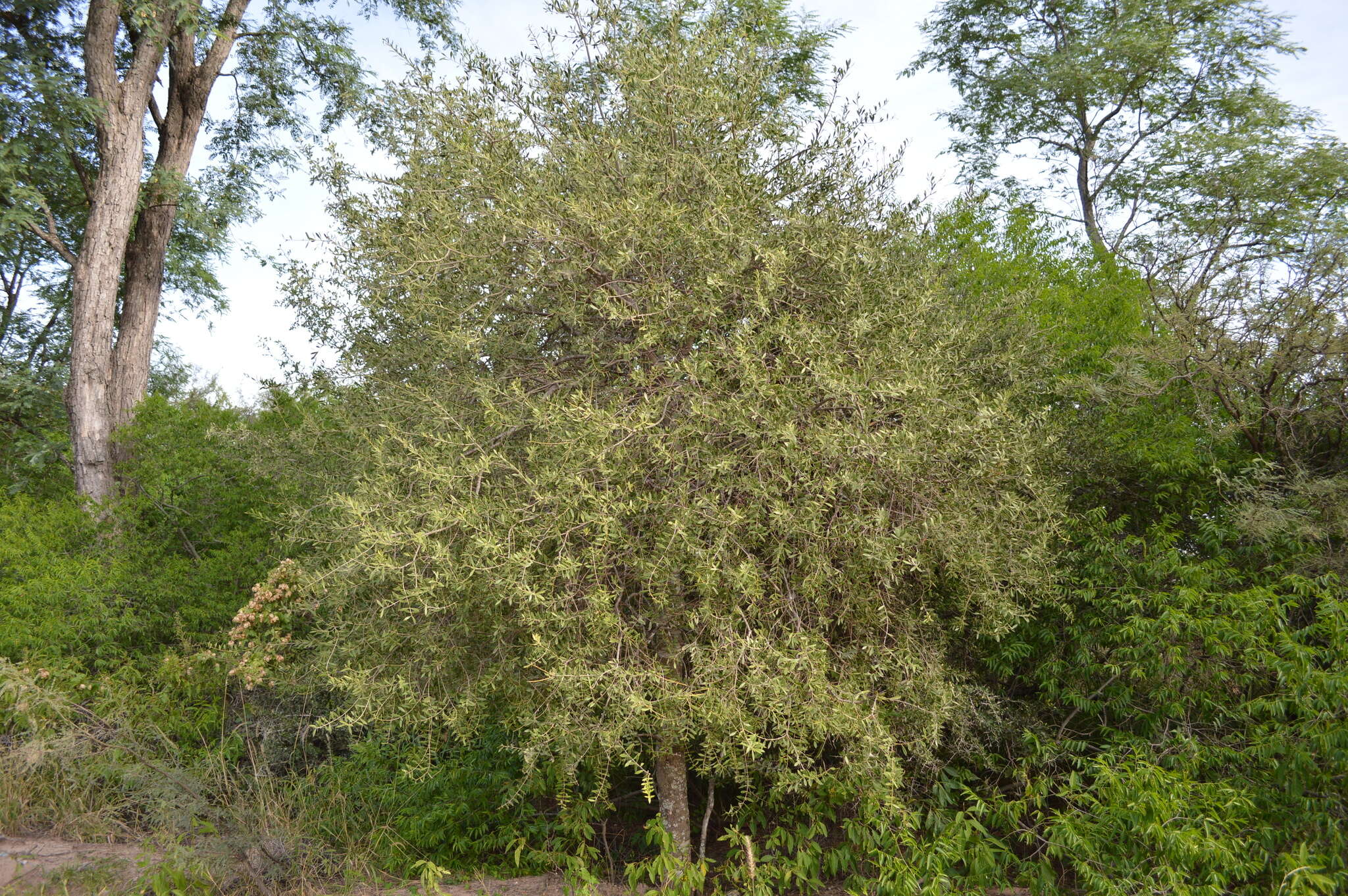 صورة Aspidosperma quebracho-blanco Schltdl.