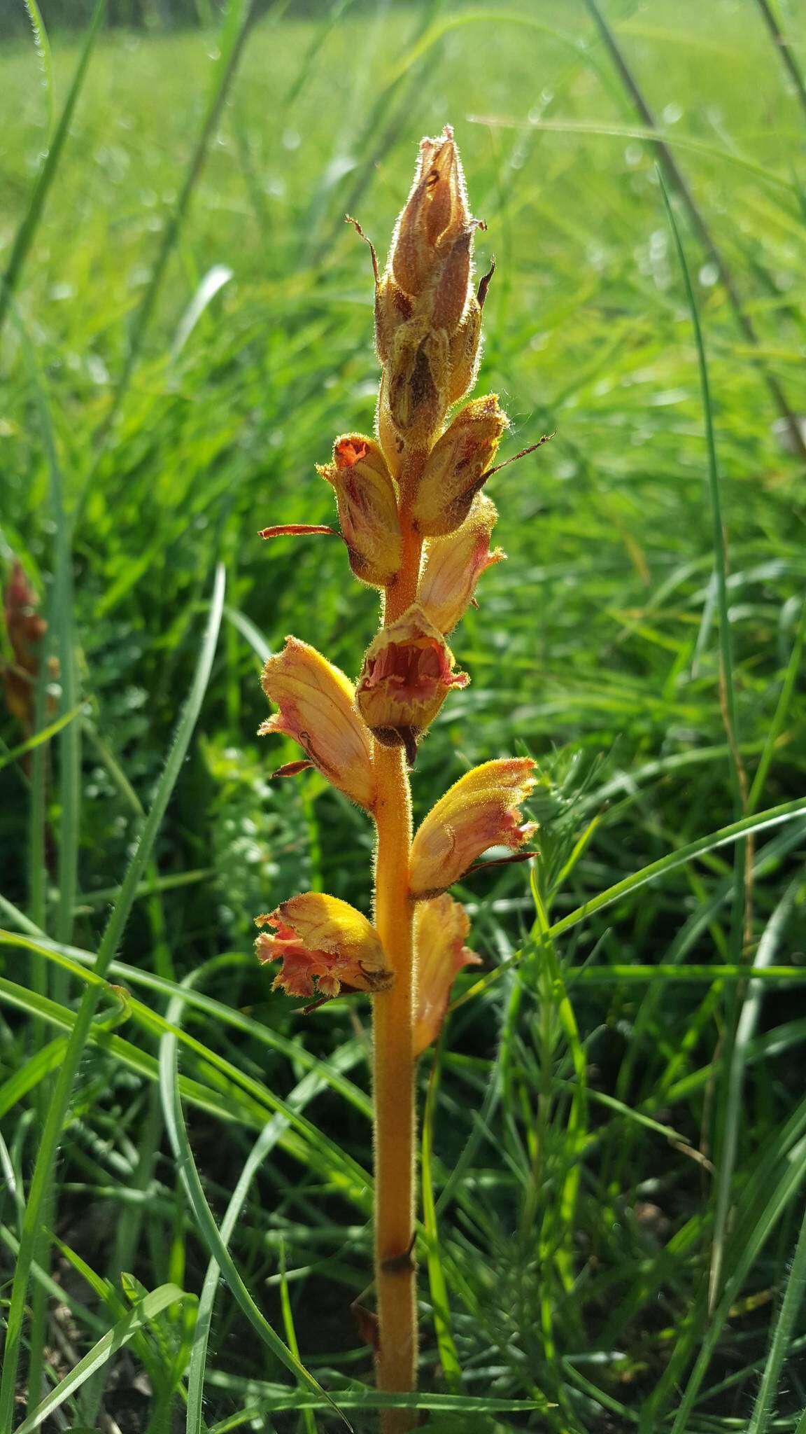 Image of Orobanche gracilis Sm.