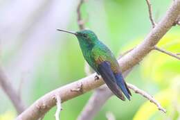 Image of Blue-vented Hummingbird