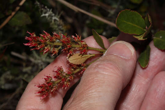 Image of Weinmannia elliptica Kunth