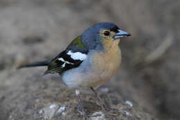 Image of Madeiran Chaffinch