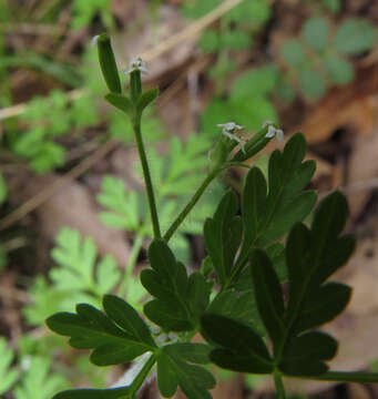 Image of hairyfruit chervil