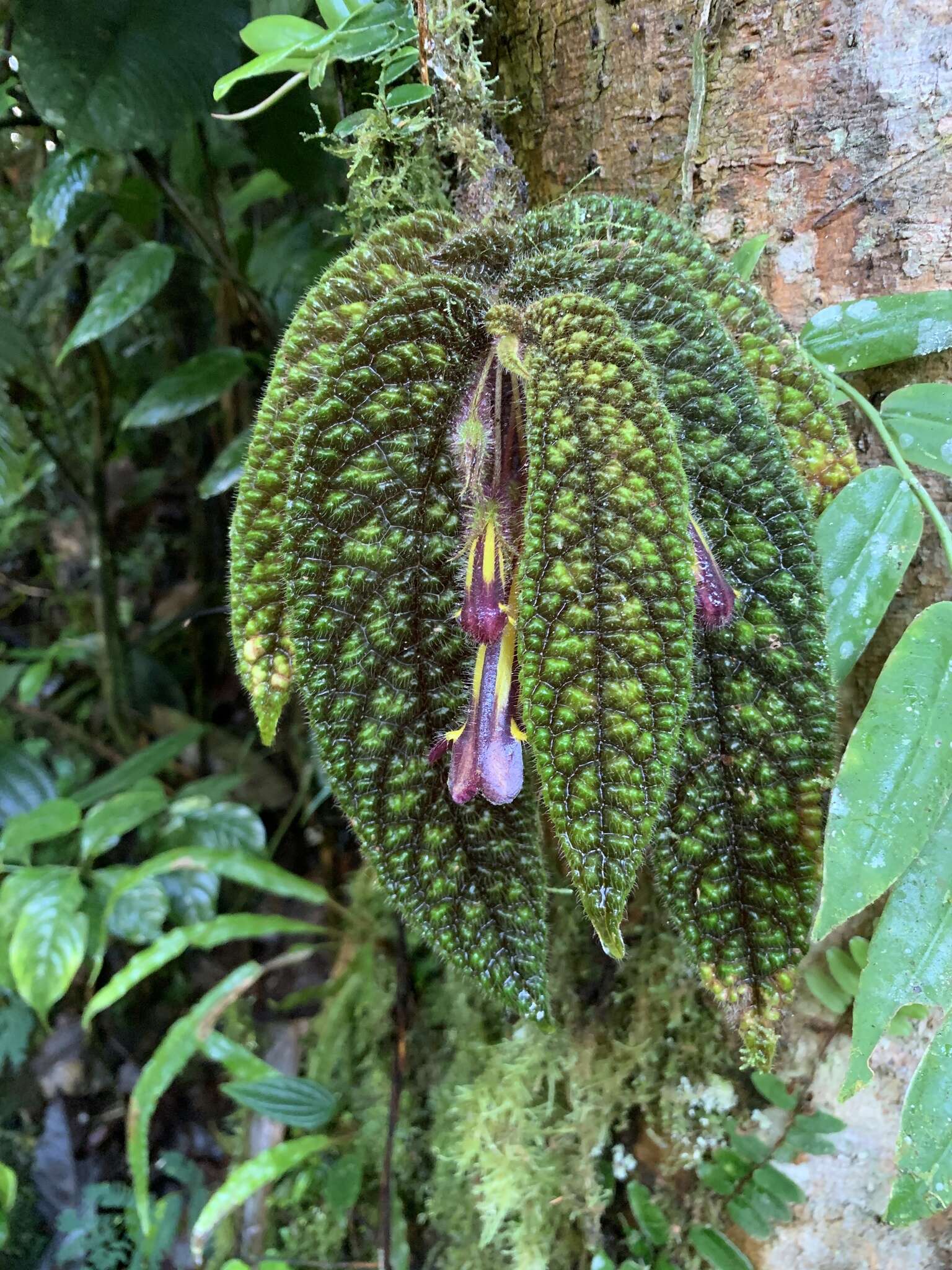 Columnea purpureovittata (Wiehler) B. D. Morley的圖片