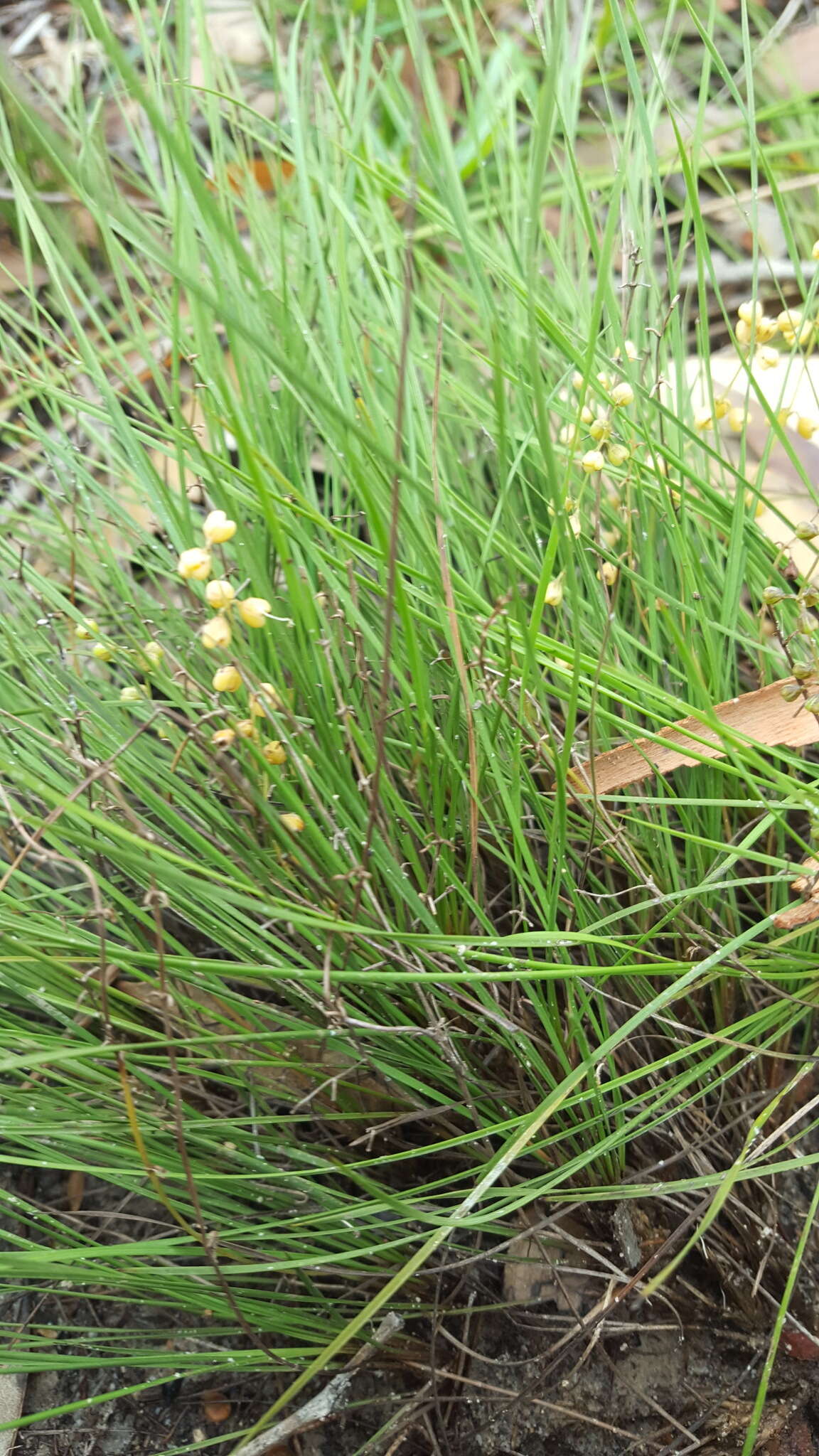 Image of Lomandra brevis A. T. Lee