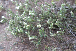 Image of Pimelea pseudolyallii Allan