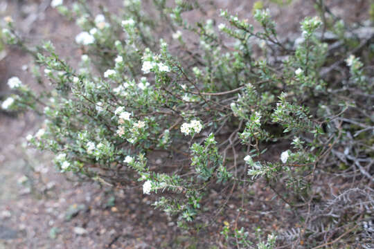 Image of Pimelea pseudolyallii Allan