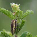 Image of <i>Neojulodis <i>vittipennis</i></i> vittipennis