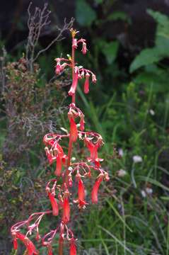 Image de Phygelius capensis E. Mey. ex Benth.