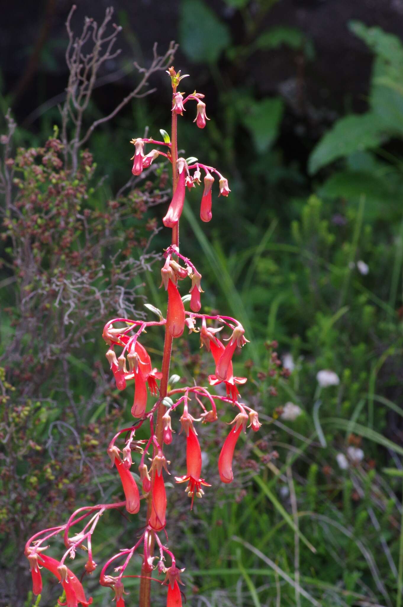 Imagem de Phygelius capensis E. Mey. ex Benth.