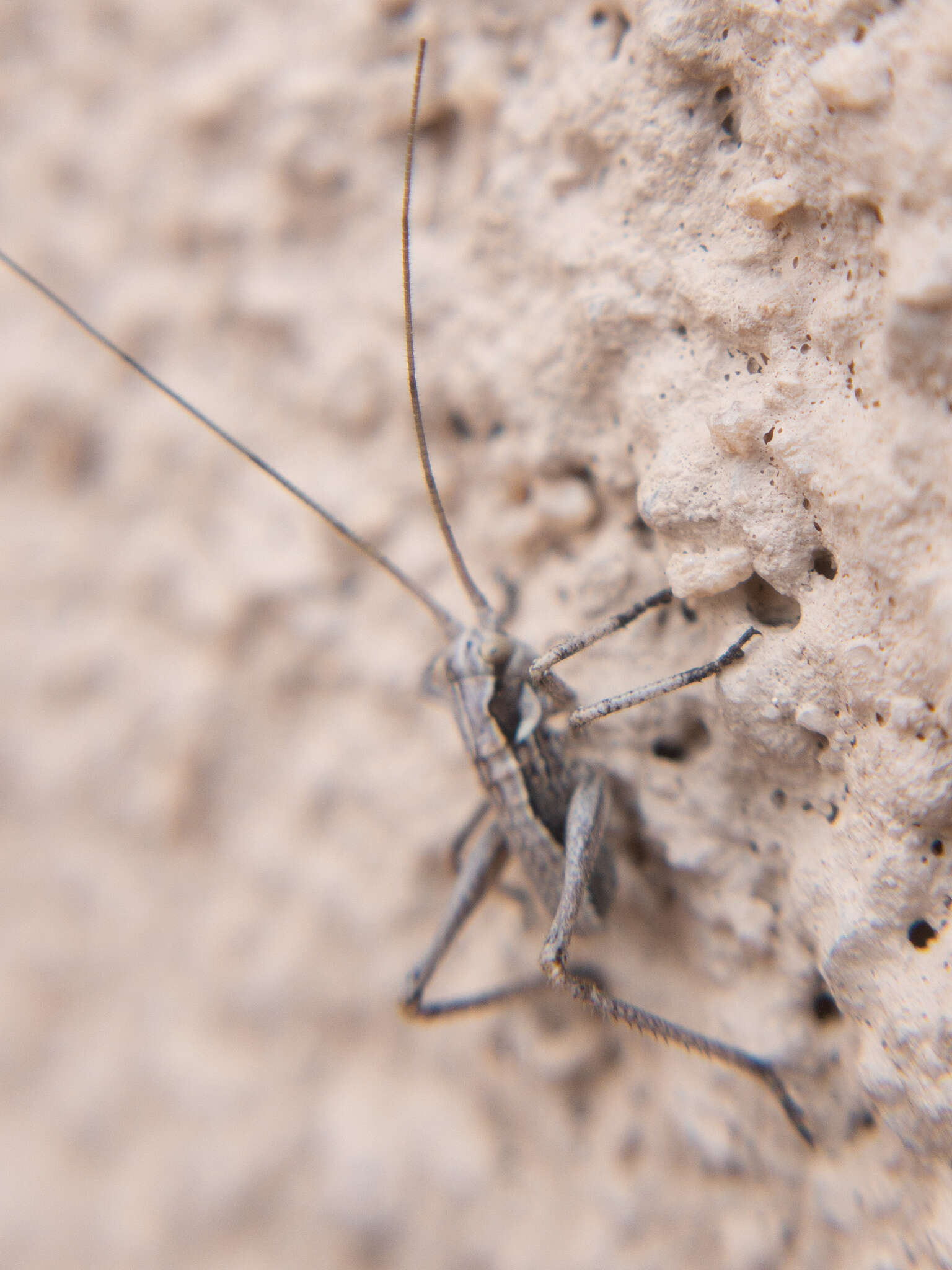 Sivun Capnobotes occidentalis (Thomas & C. 1872) kuva