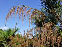 Imagem de Gahnia xanthocarpa (Hook. fil.) Hook. fil.