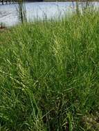 Image of torpedo grass
