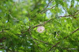 Gagnebina myriophylla (Baker) G. P. Lewis & P. Guinet resmi