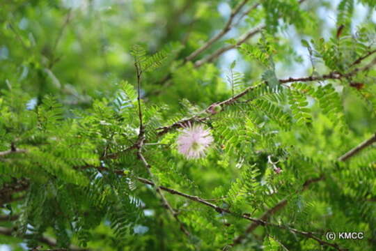 Gagnebina myriophylla (Baker) G. P. Lewis & P. Guinet resmi