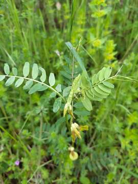 Imagem de Vicia melanops Sibth. & Sm.