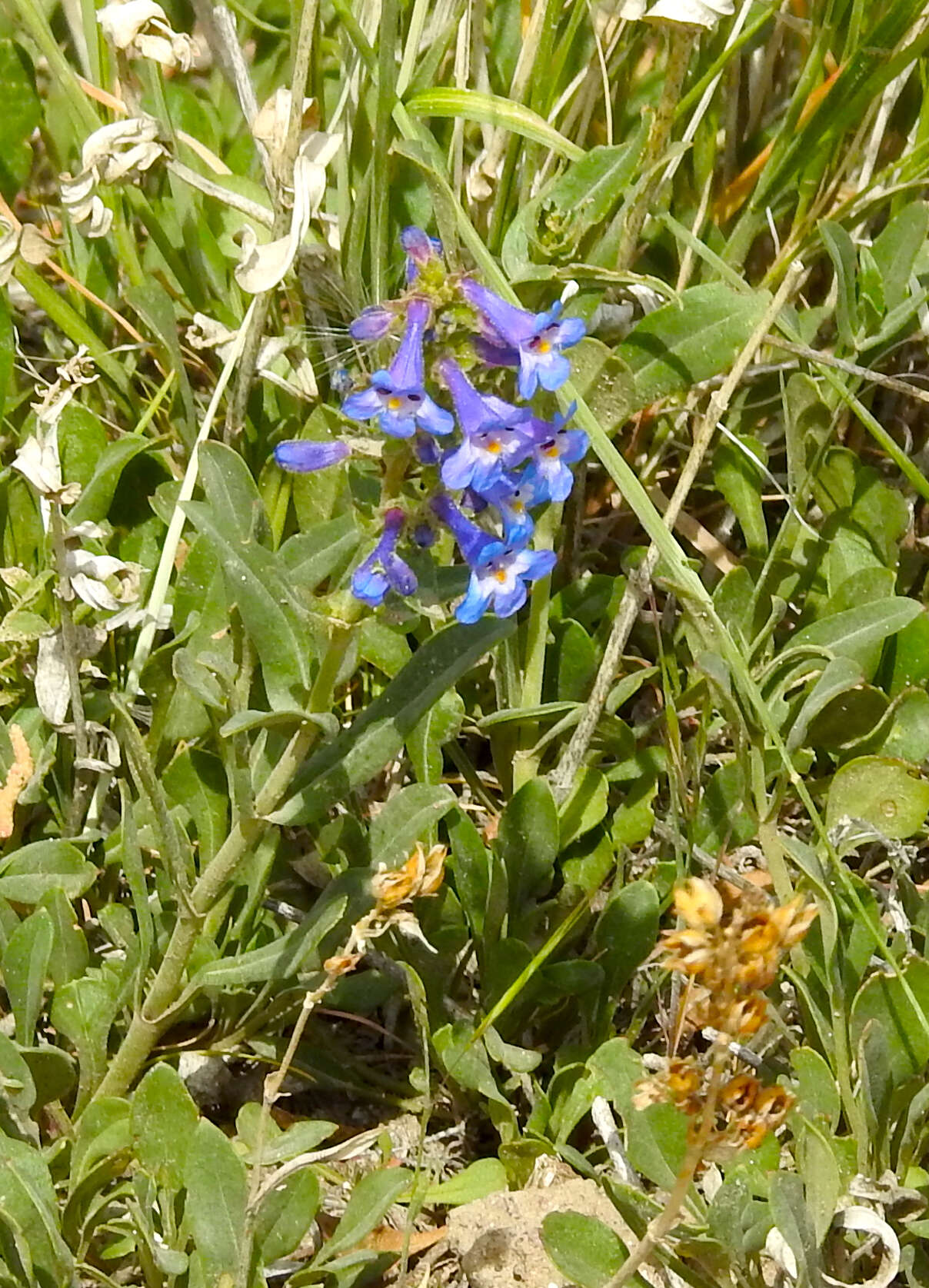 Image of low beardtongue