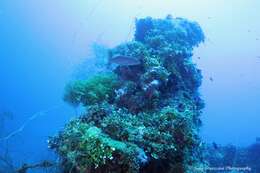 Image of Barcheek coral trout