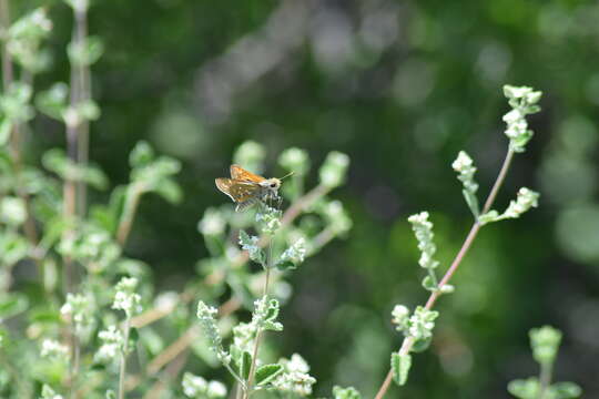 Image of Pahaska Skipper