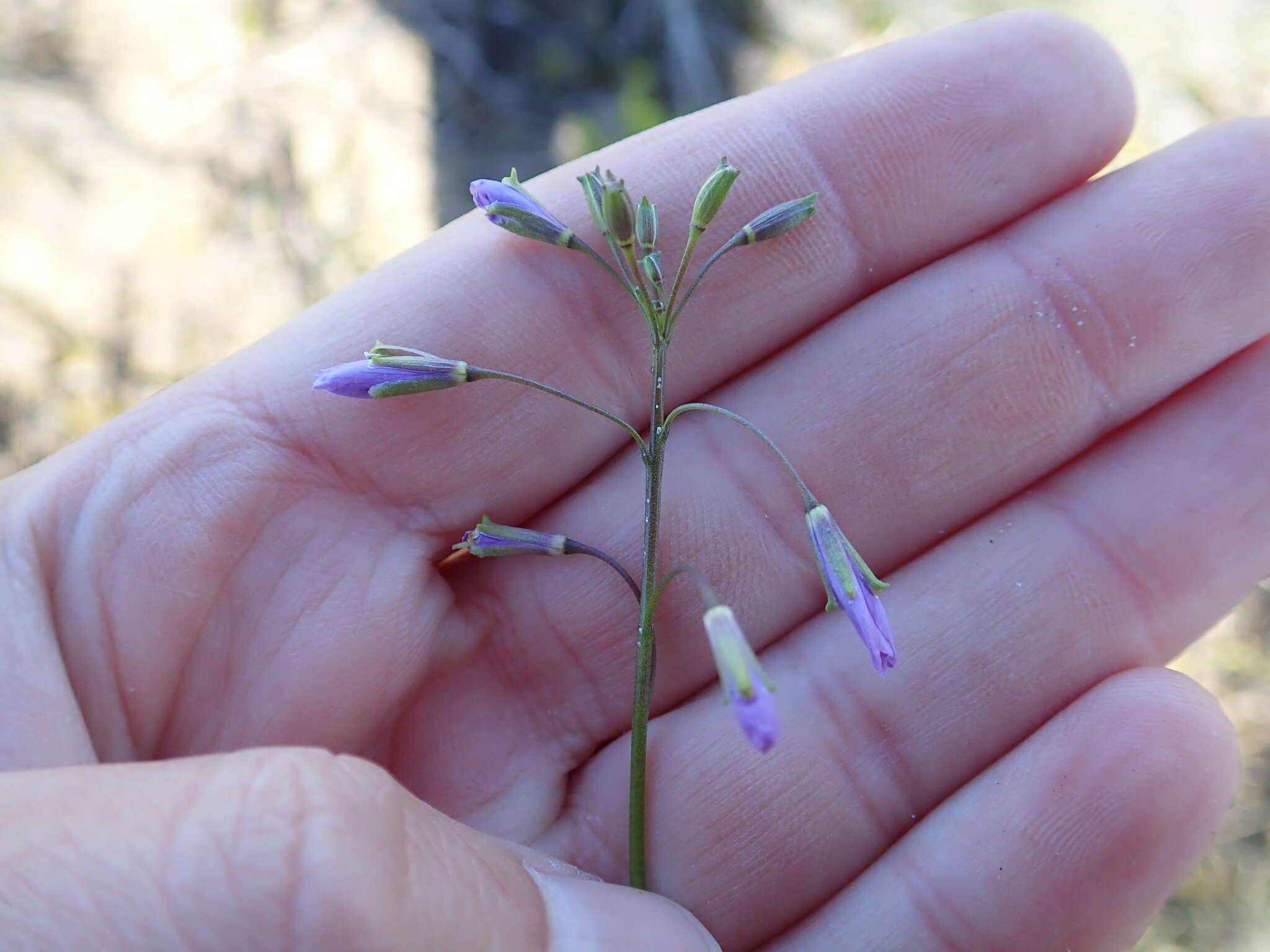 Image of Heliophila subulata Burch. ex DC.