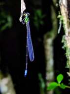 Image of Acanthagrion speculum Garrison 1985