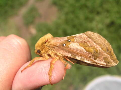 Image of Four-spotted Ghost Moth