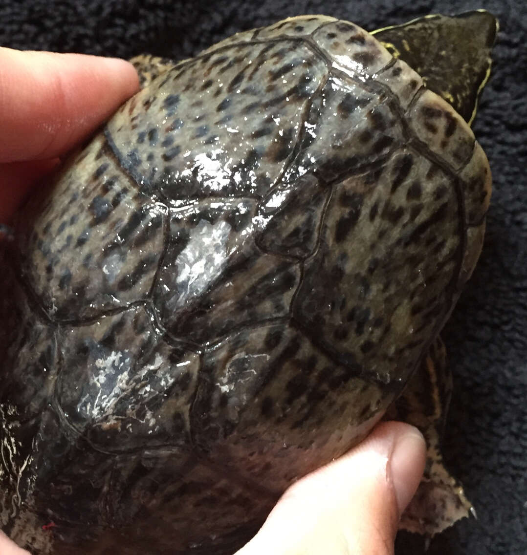 Image of Common Musk Turtle