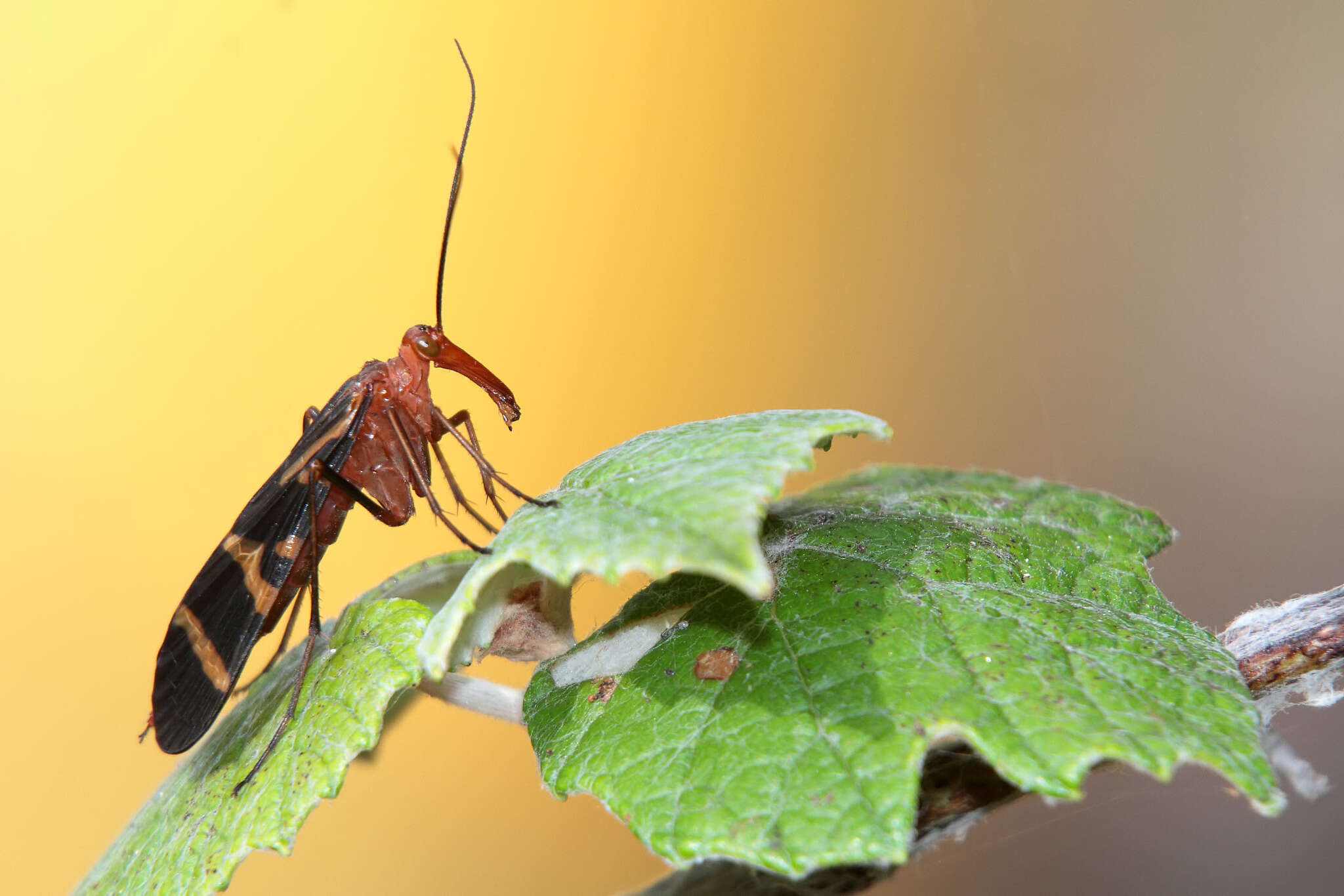 Image of Nuptial Scorpionfly