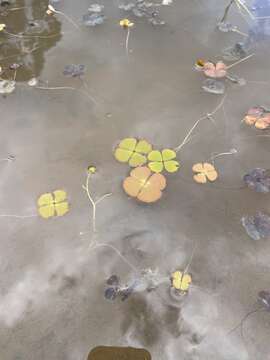 Imagem de Marsilea drummondii A. Br.