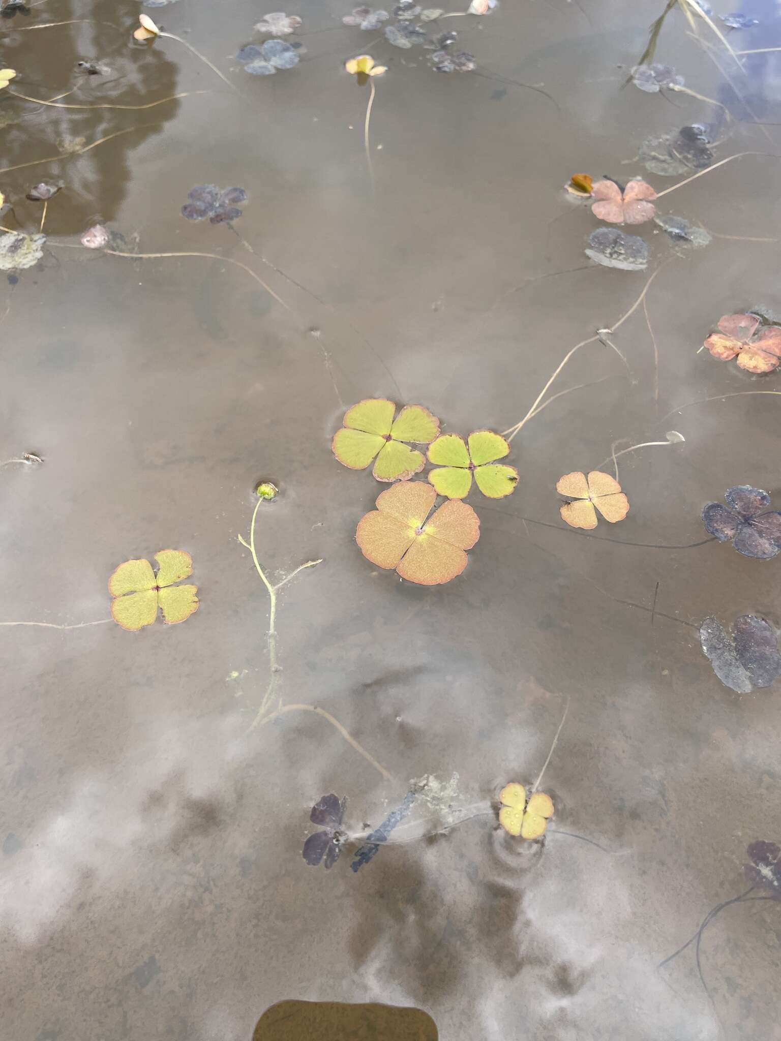 Plancia ëd Marsilea drummondii A. Br.