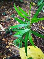 Image of Syzygium myrtifolium Walp.