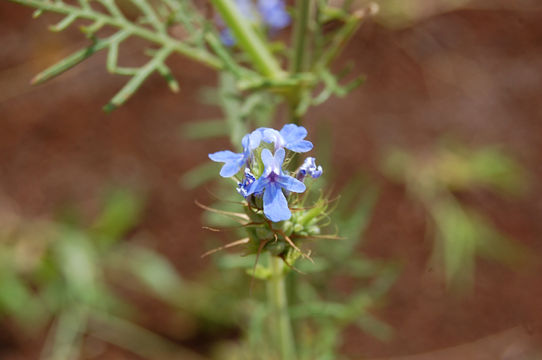 Image of <i>Lavandula bipinnata</i> (Roth) Kuntze
