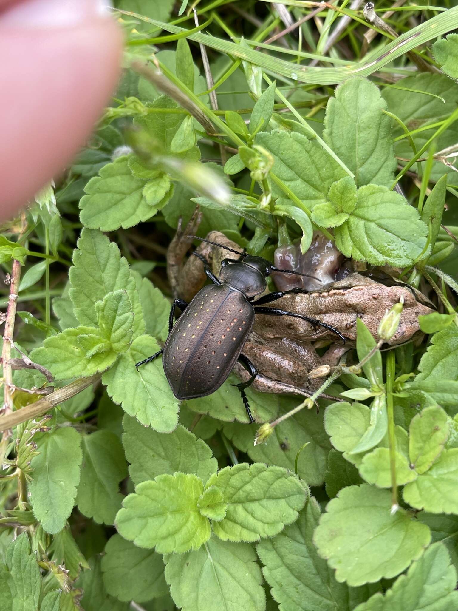 Imagem de Calosoma (Campalita) auropunctatum (Herbst 1784)