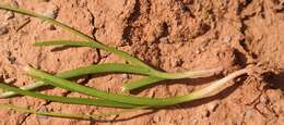 Image of Bulbine fragilis G. Will.