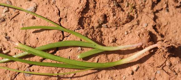 Image of Bulbine fragilis G. Will.