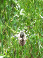 Image of Ribwort Plantain