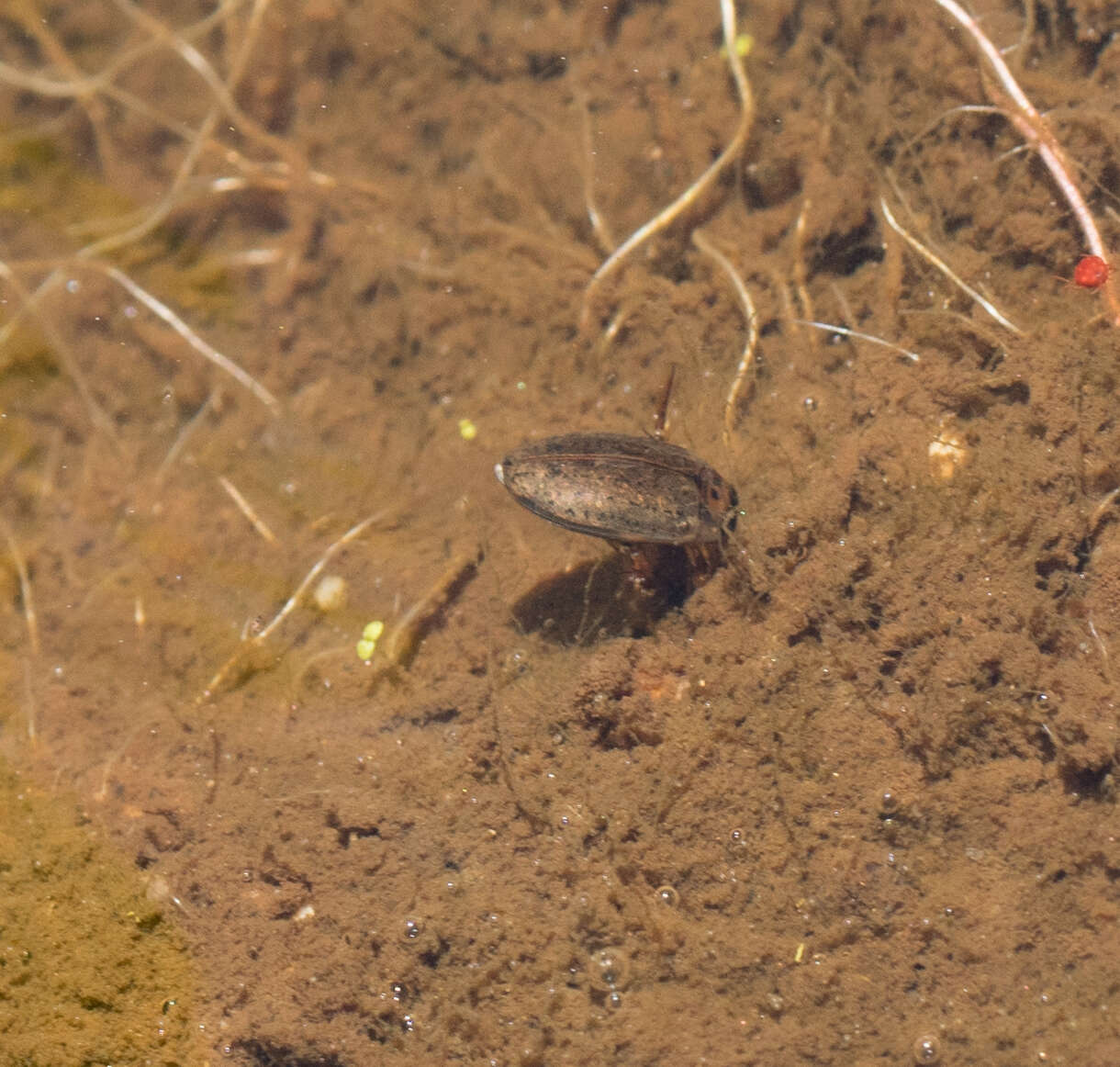 Image of Predaceous diving beetle